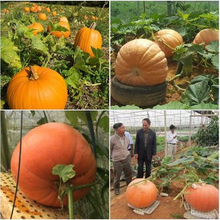Hạt giống bí ngô khổng lồ ( bí đỏ khổng lồ ) - 1 gói 5 hạt