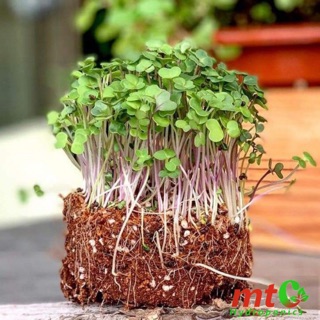 Viên Nén Giá Thể Xơ Dừa Đã Được Xử Lý TRỒNG DÂU TÂY, RAU MẦM 450gram