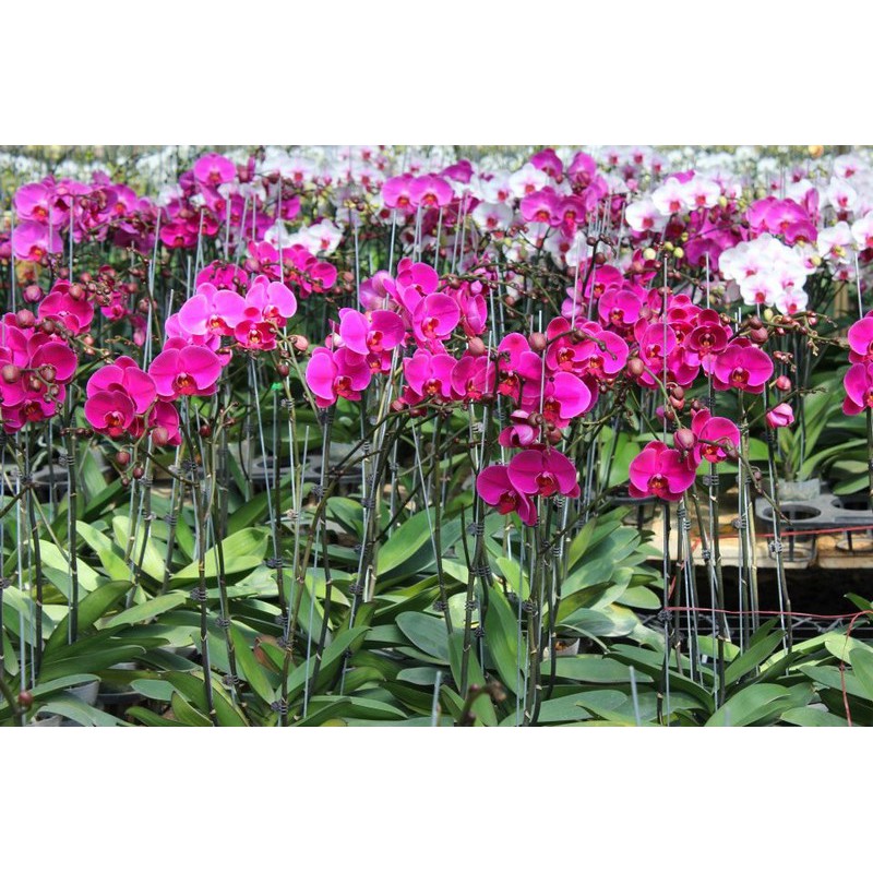 Micro Green 16-31-16 (gói 10gr) - Phân bón tạo mầm hoa cực mạnh