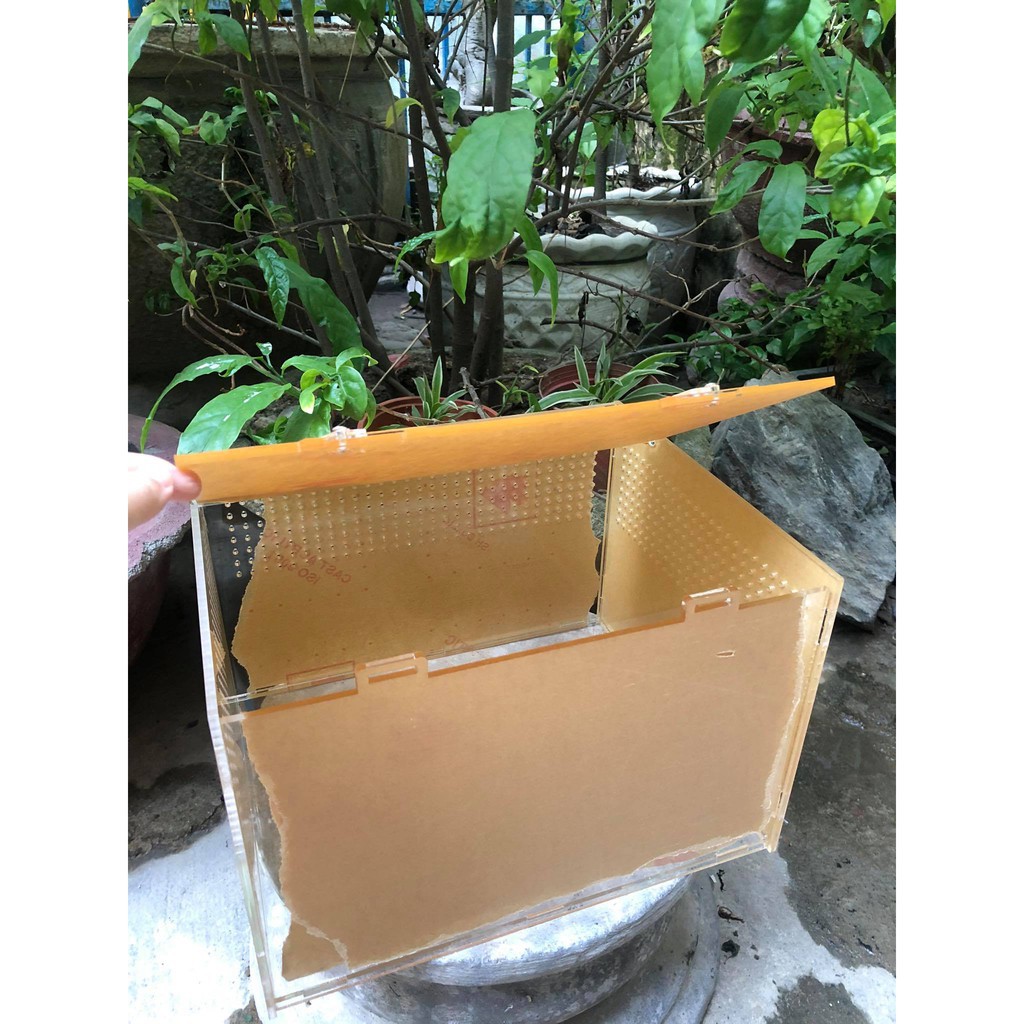 Hộp Nuôi Nhện/ Rết/ Rùa/ Ếch/ LG/bò sát...mica cao cấp 30x20x20