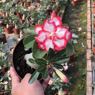 sứ thái cánh kép đủ màu có bầu đất đang cho ra hoa