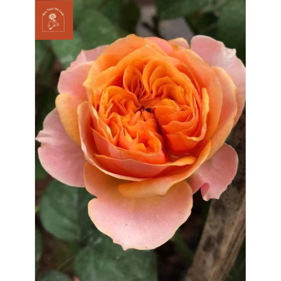 Hoa hồng ngoại Sweet Vuvuzela rose -HoaTuoiMeLinh