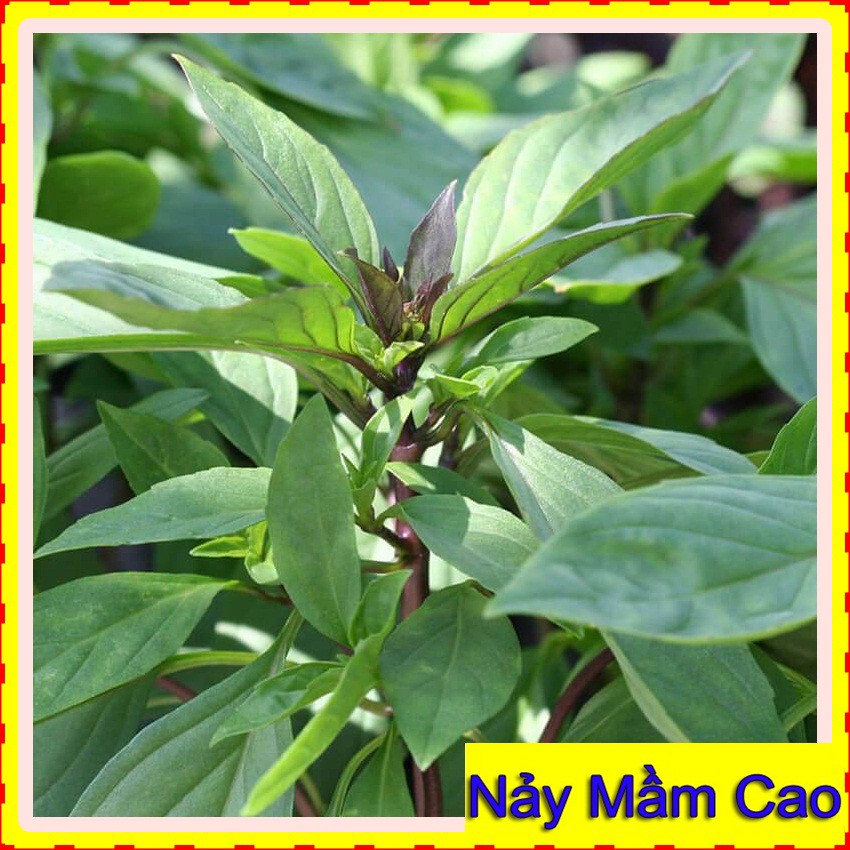 10Gr Hạt Giống Húng Quế ☀FREESHIP☀ Hạt Giống Rau Húng Quế Thơm Ngon