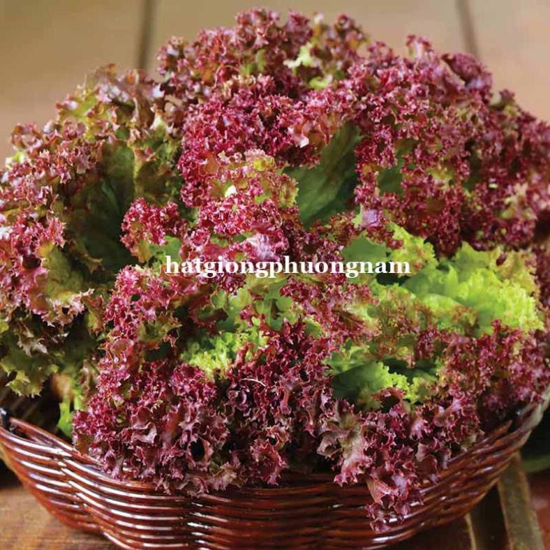 0,5GR - HẠT GIỐNG XÀ LÁCH TÍM