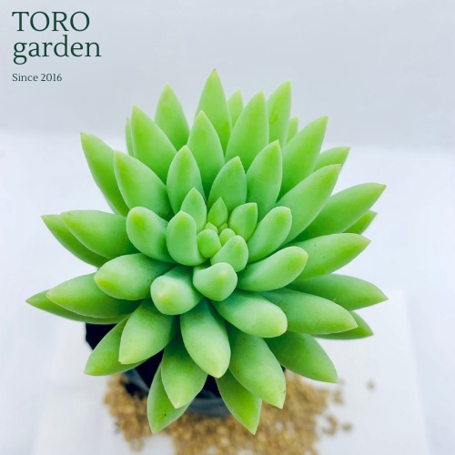 Sen đá chuỗi ngọc đứng xanh Đà Lạt size bé cây cảnh trang trí nhà cửa Toro garden