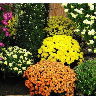 Hạt giống hoa cúc đà lạt nhiều màu  - gói 50 hạt