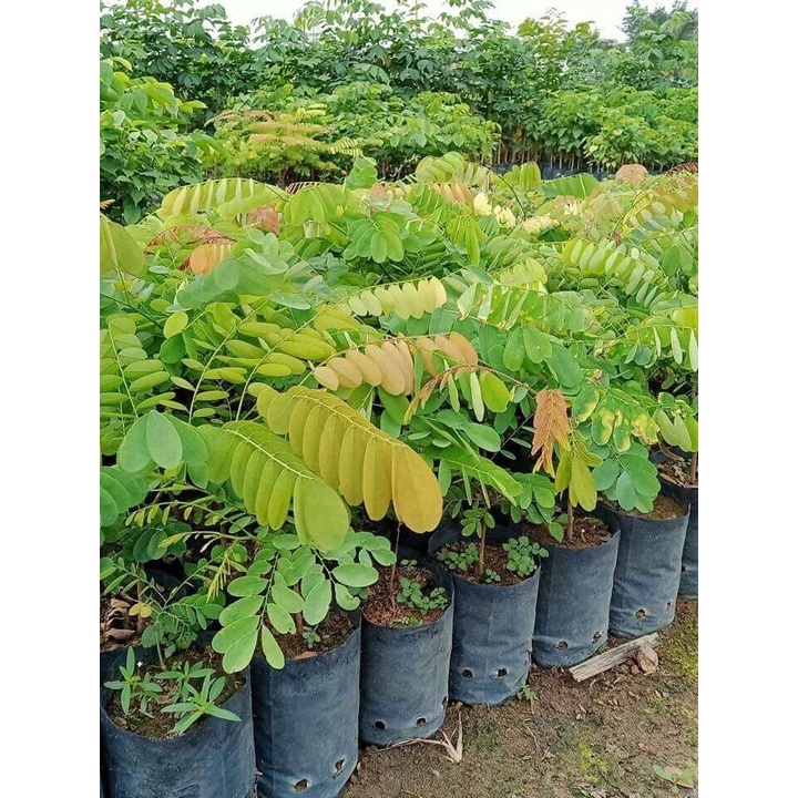 100 gram hạt cẩm lai đỏ trồng rừng