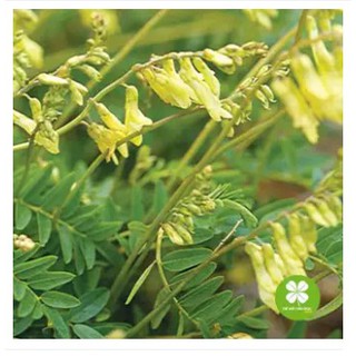 Hoàng Kỳ khô (1kg) - TTM142