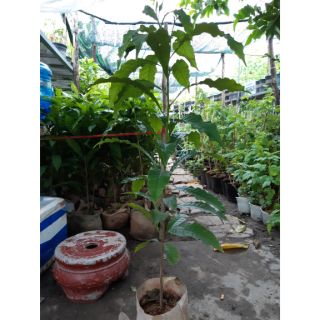 Vú sữa hoàng kim cây hạt cao 1m