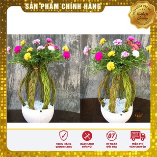 Cành giống hoa mười giờ kép nhiều mầu tự chọn màu hoa mười giờ