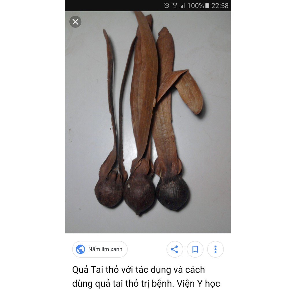 10 Quả tai thỏ