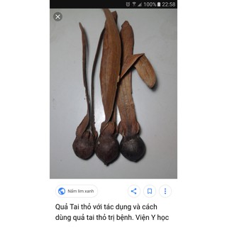 10 Quả tai thỏ