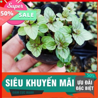 Combo 5 Cây giống bạc hà mint, thơm mùi socola