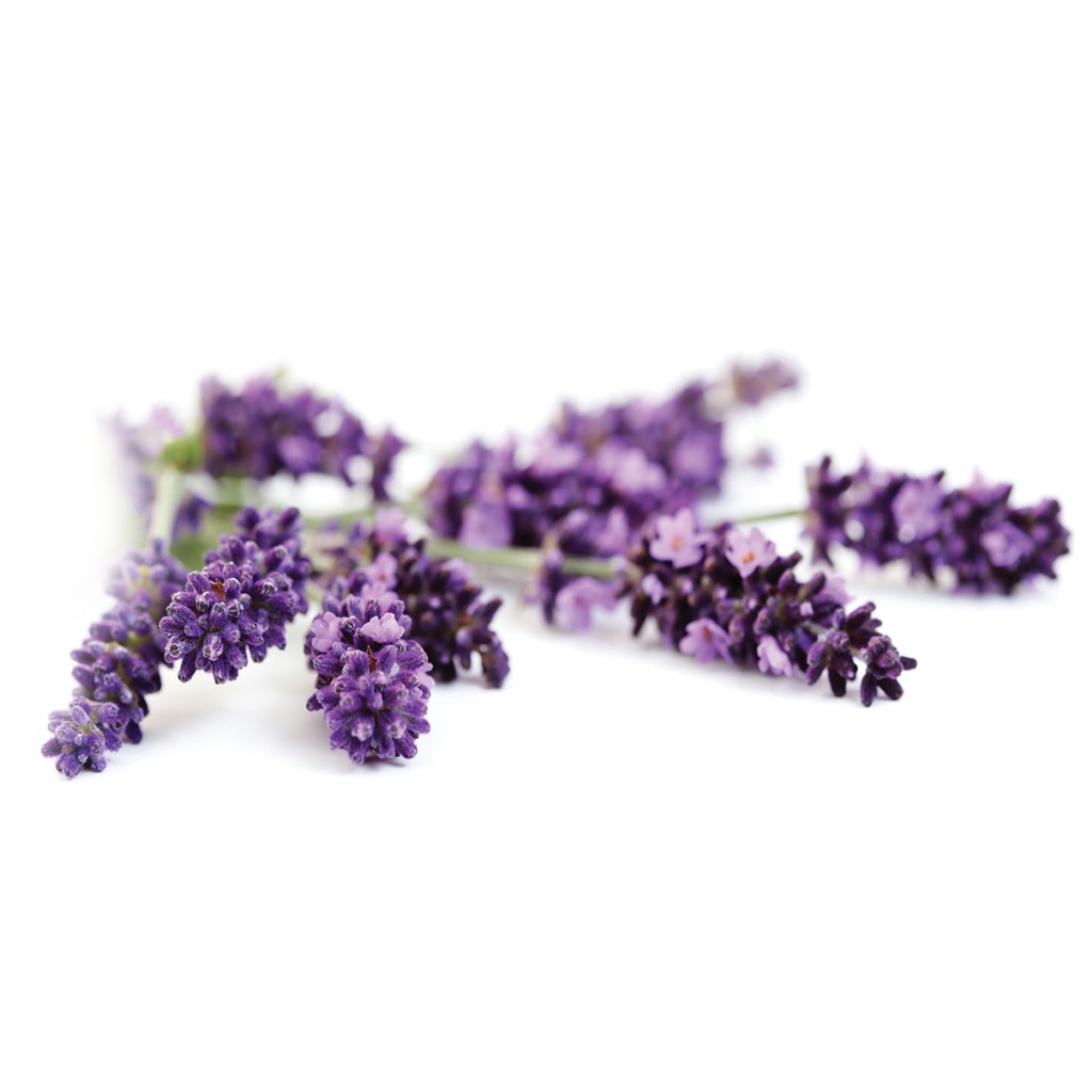 ORGANIC HUNGARIAN TINH DẦU OẢI HƯƠNG (LAVENDER ESSENTIAL OIL)