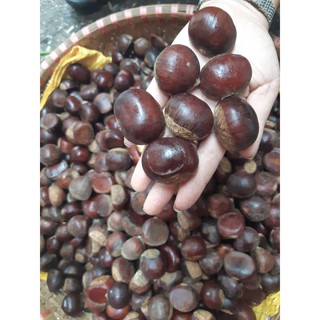 1kg HẠT DẺ SỐNG CAO BẰNG LOẠI ĐẶC BIỆT