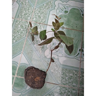 Bầu cây mơ lông tím