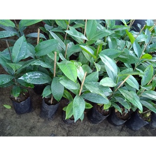 Cây măng cụt Bến Tre