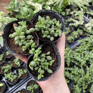 Sen đá giọt nước dài