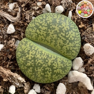 Sen mông,lithops,thạch lan Vân Vàng 1,8cm