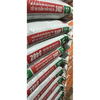 gà đẻ đẻ 5kg