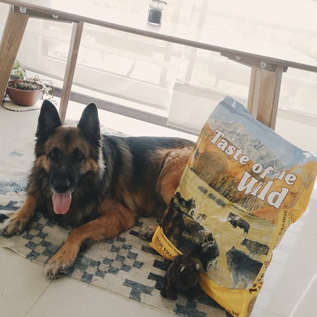 Thức Ăn Cho Chó Becgie Taste Of The Wild Bao 500g - High Praire Bò Rừng & Nai Nướng, Trái Cây, Rau Củ