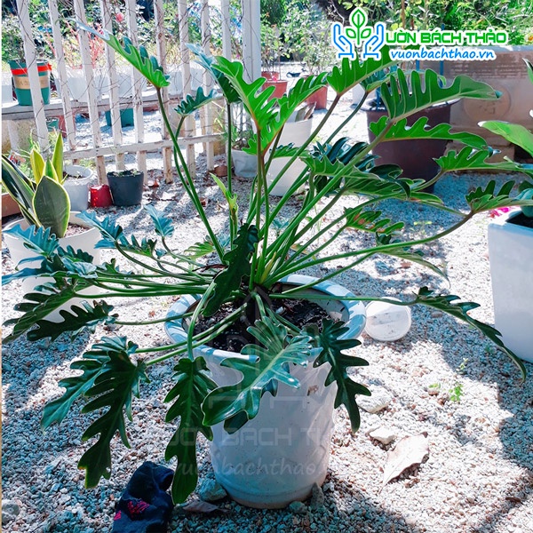 Cây trầu bà chân vịt