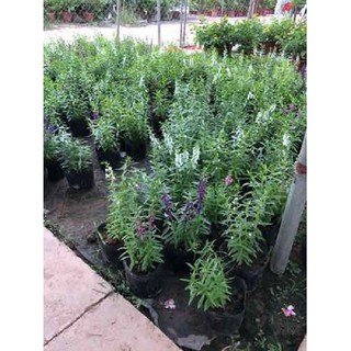 CHẬU HOA VIOLET NHẬT