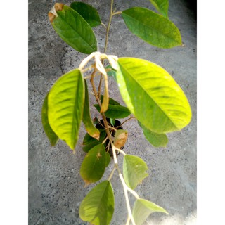 Cây sầu riêng giống trồng từ hạt( các loại), 35-65 cm