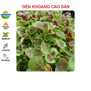 Hạt giống rau Dền Khoang 10gram