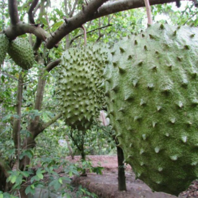 Combo 2 Cây Mãng Cầu Xiêm