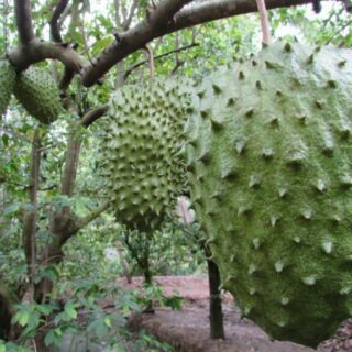 Combo 2 Cây Mãng Cầu Xiêm