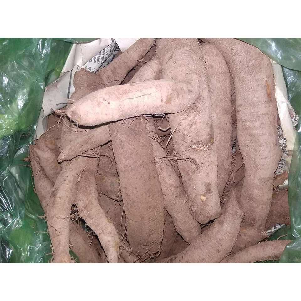Củ gai tươi giúp an thai 1kg