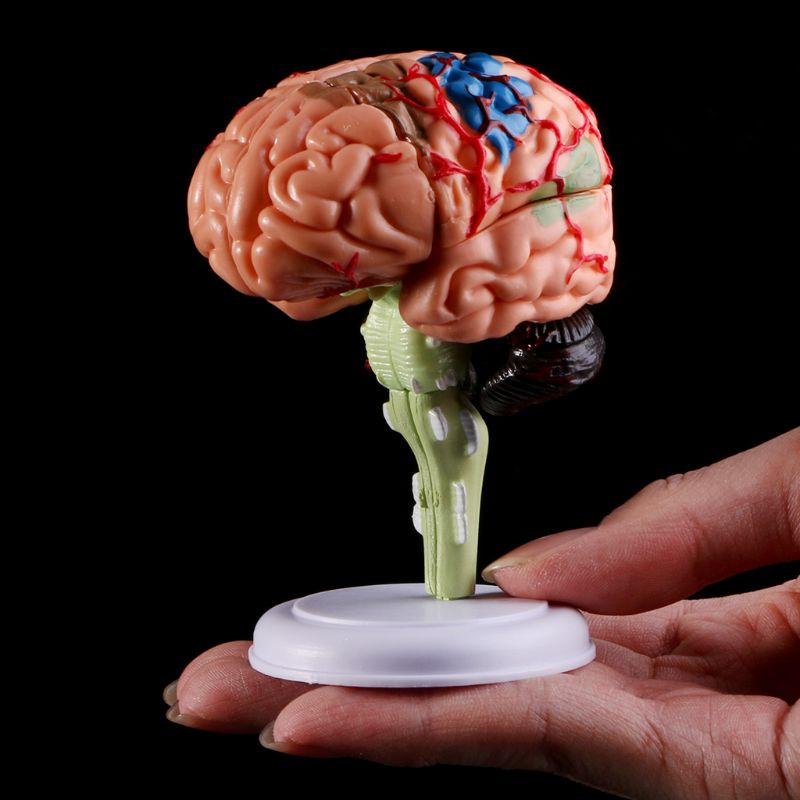 Mô Hình Bộ Não Người 4D Tháo Rời Được Dùng Giảng Dạy Y Tế