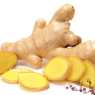 Gừng phơi khô 100g thái lát