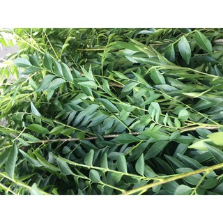 [Hỏa tốc 3h] Lá cà ri tươi - Fresh curry leaves