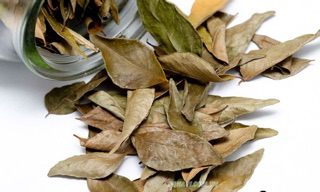 Lá móc mật khô 100g ( mắc mật)