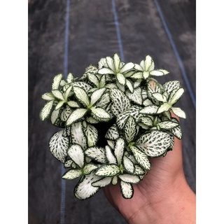 Cây cẩm nhung/Lá may mắn (xanh)