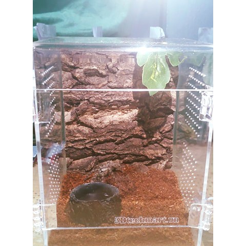 Hộp nuôi nhện cây, bọ ngựa kt 15-15-20cm