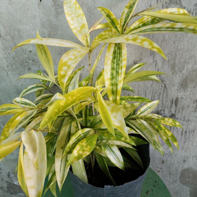 Chậu cây TRÚC NHẬT-Ý TRÍ KIÊN CƯỜNG-MANG LẠI MAY MẮN CHO GIA CHỦ