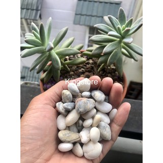 Sỏi Trang Trí Chậu Cây
