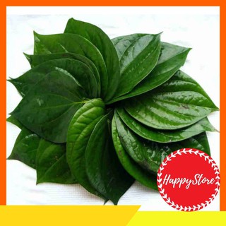 [FREESHIP]  100GR LÁ TRẦU KHÔNG 21 CÔNG DỤNG CHỮA BỆNH (TƯƠI - KHÔ) HÀNG SẴN TẠI VƯỜN