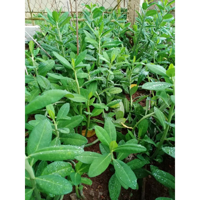 Chậu cây giống Thạch Anh  hỗ trợ điều trị bệnh ung thư vòm họng, bướu cổ, ung thư lưỡi, sâu răng