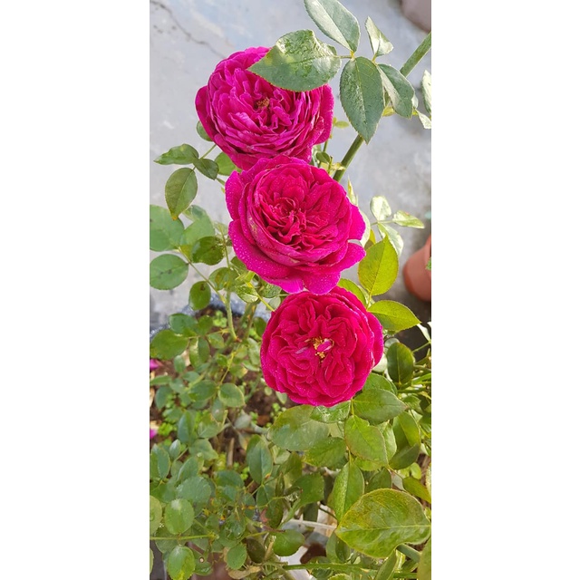 Hoa hồng ngoại The Prince Rose hoàng tử bóng đêm siêu thơm-HoaNgoaiMeLinh