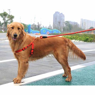 Dây dắt vòng qua chân cho chó lớn