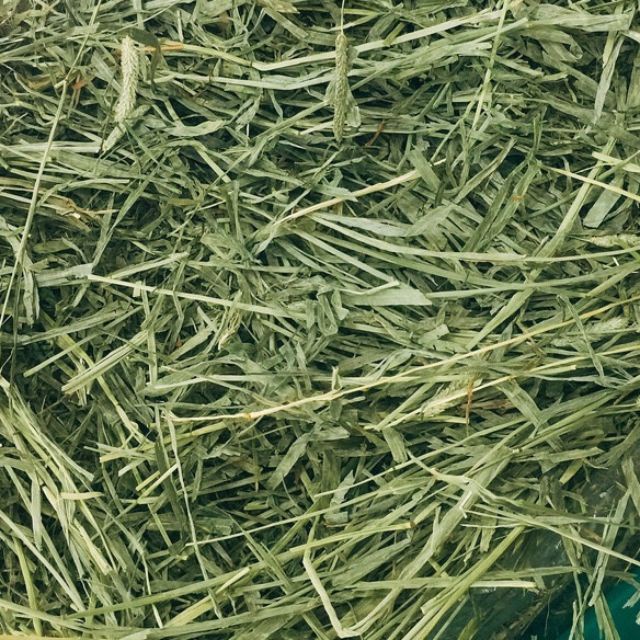 Túi 100 gr Cỏ Timothy cho thỏ , bọ ú , chuột lang ...
