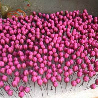 Nụ đào