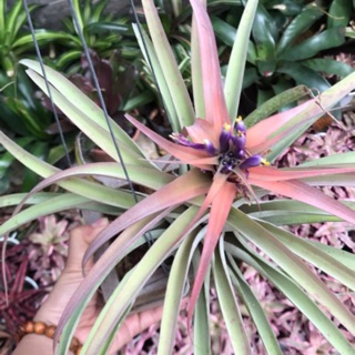 Cây không khí Tillandsia riohondoensis