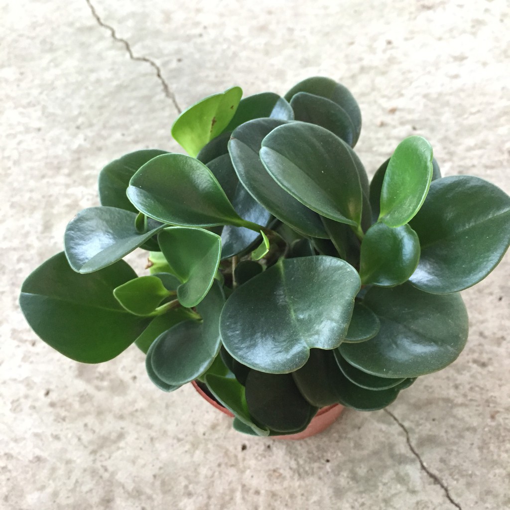 Cây trường sinh trồng chậu đỏ đường kính 20cm nhiều nhánh lá xanh đẹp thích hợp trang trí nội thất