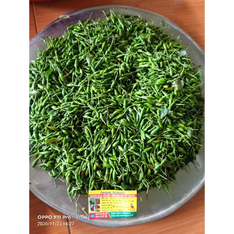 Sỉ 5kg ớt xiêm rừng