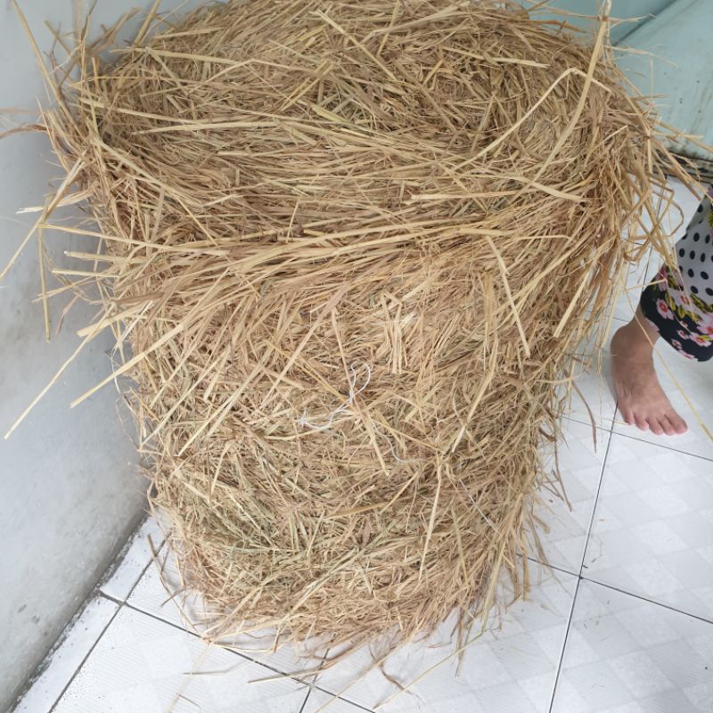 [HCM có ngay] Cuộn rơm nặng 15-19kg trang trí noel, lê tết, phủ cây,